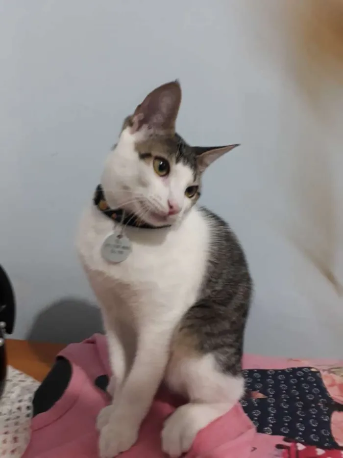 Gato ra a Sem raça definida idade 2 a 6 meses nome Santos Dumont