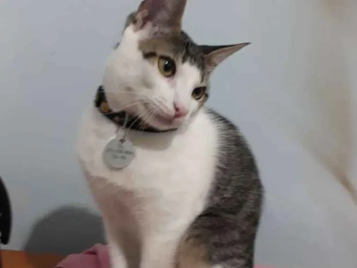 Gato ra a Sem raça definida idade 2 a 6 meses nome Santos Dumont