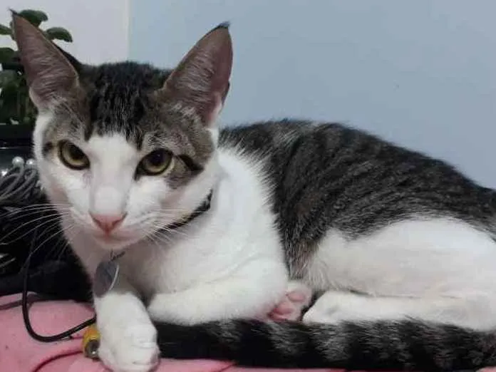 Gato ra a Sem raça definida idade 2 a 6 meses nome Santos Dumont