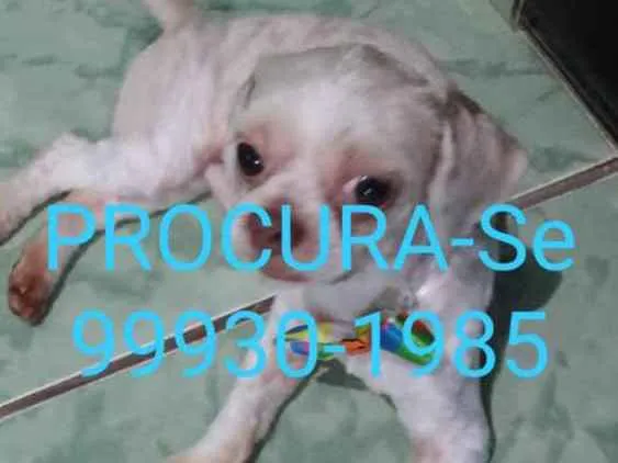 Cachorro ra a Stitzu idade 4 anos nome Lupi