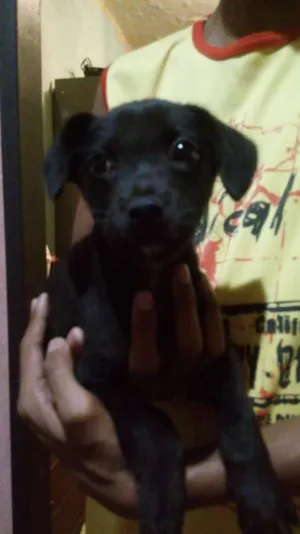 Cachorro raça Vira lata idade Abaixo de 2 meses nome Sem nome 