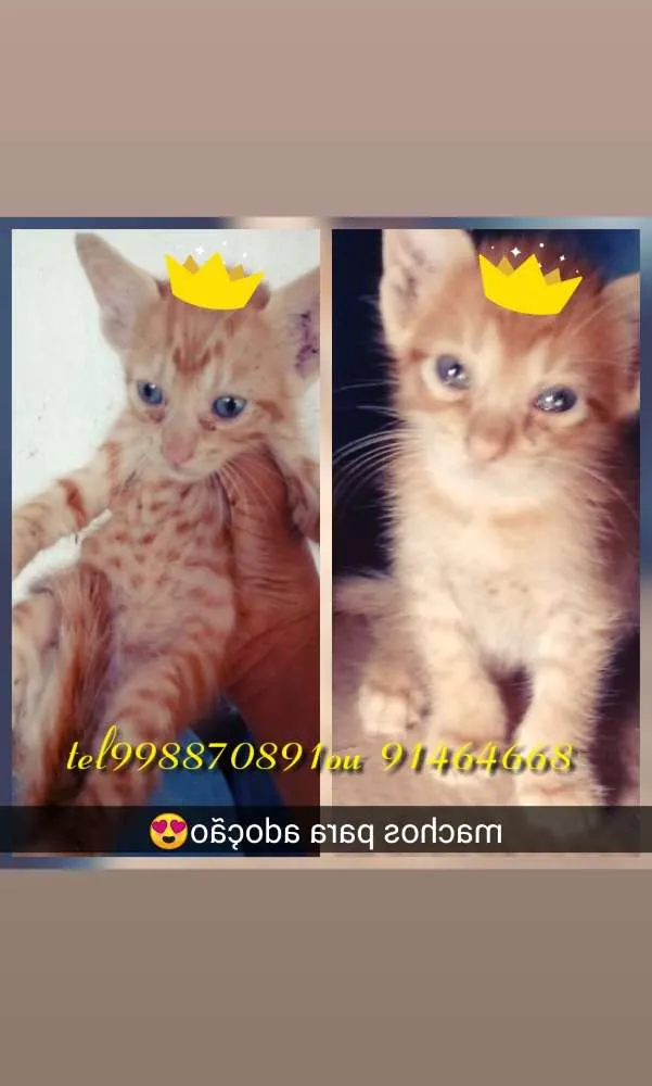 Gato raça Srd idade Abaixo de 2 meses nome Garfield