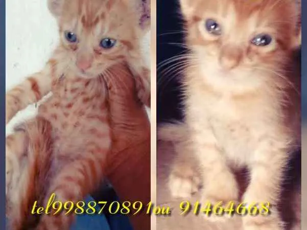 Gato raça Srd idade Abaixo de 2 meses nome Garfield