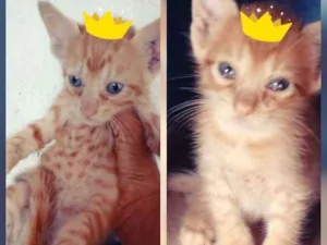 Gato raça Srd idade Abaixo de 2 meses nome Garfield