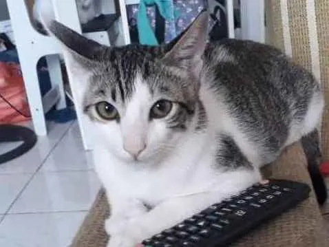 Gato ra a Sem raça definida idade 2 a 6 meses nome Coragem