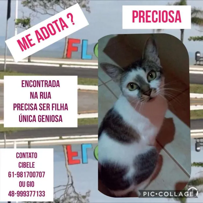 Gato ra a SRD idade 2 anos nome Preciosa