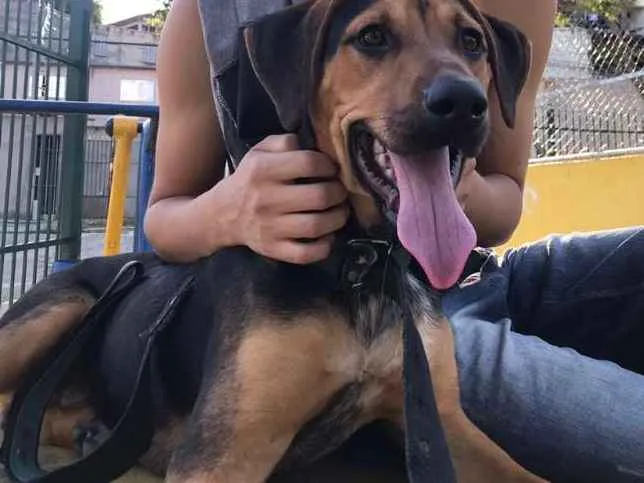 Cachorro ra a Não idenrificado idade 7 a 11 meses nome Scooby