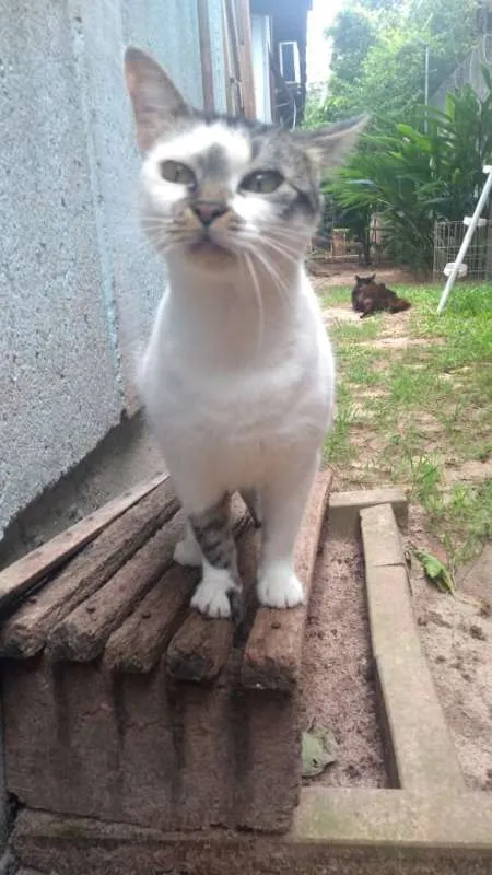 Gato ra a SRD idade 2 anos nome Preciosa