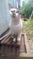 Preciosa