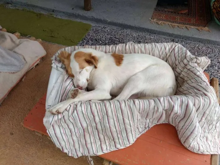 Cachorro ra a SRD idade 5 anos nome Lola