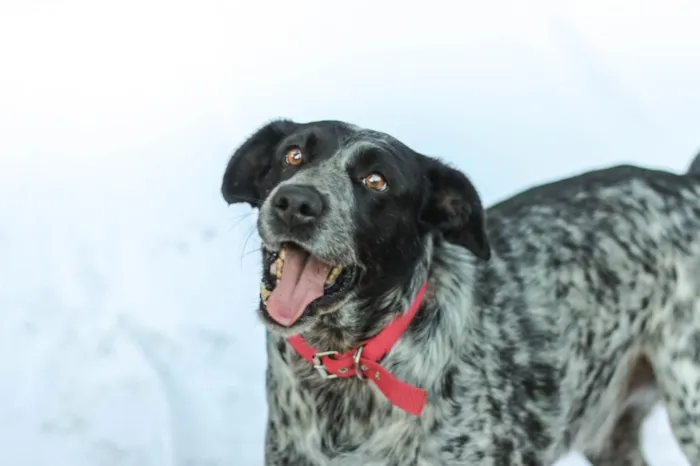 Cachorro ra a SRD idade 5 anos nome Binho