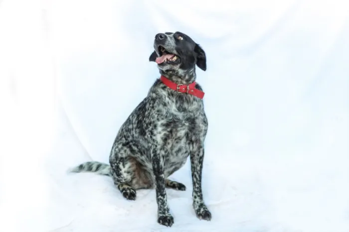 Cachorro ra a SRD idade 5 anos nome Binho