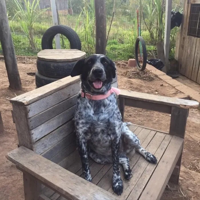 Cachorro ra a SRD idade 5 anos nome Binho