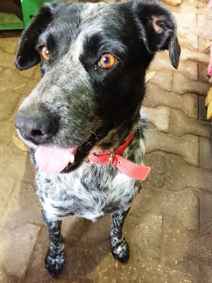 Cachorro ra a SRD idade 5 anos nome Binho