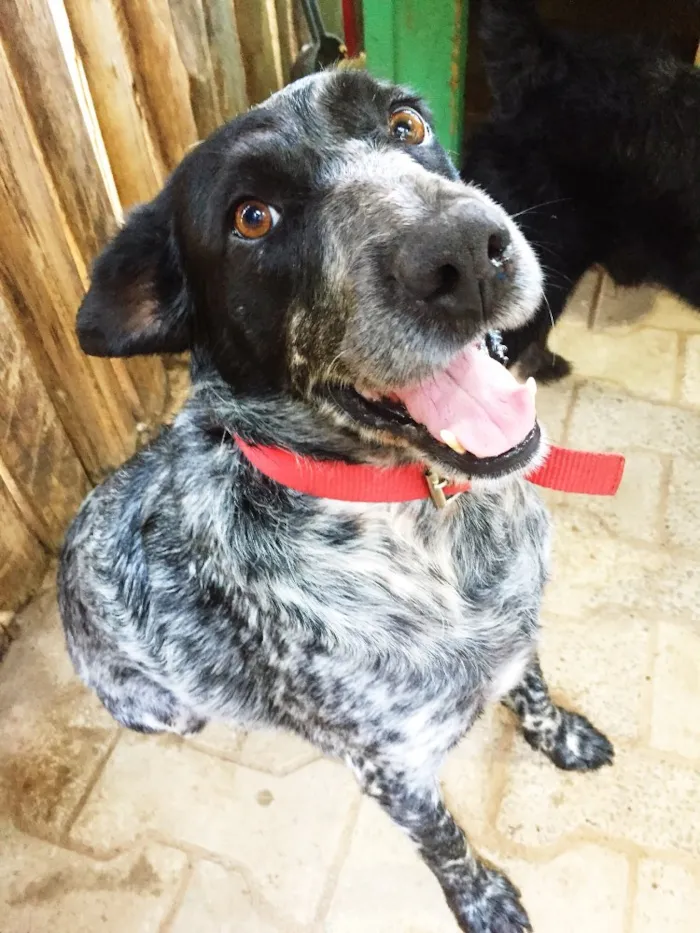 Cachorro ra a SRD idade 5 anos nome Binho