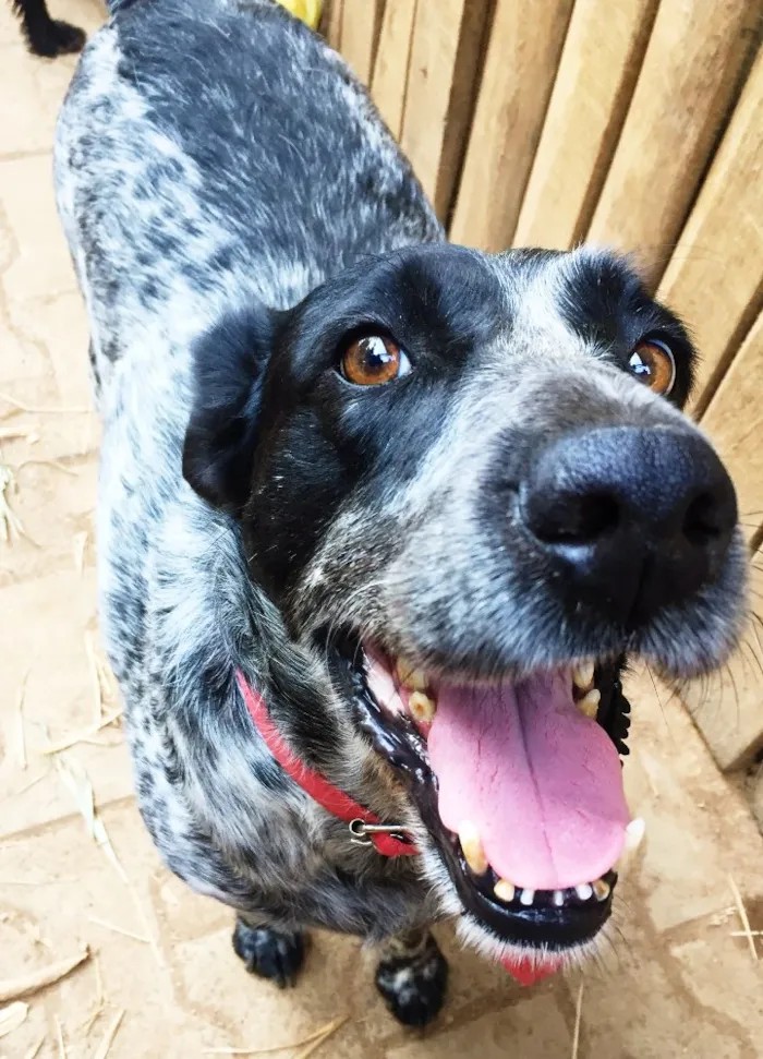 Cachorro ra a SRD idade 5 anos nome Binho