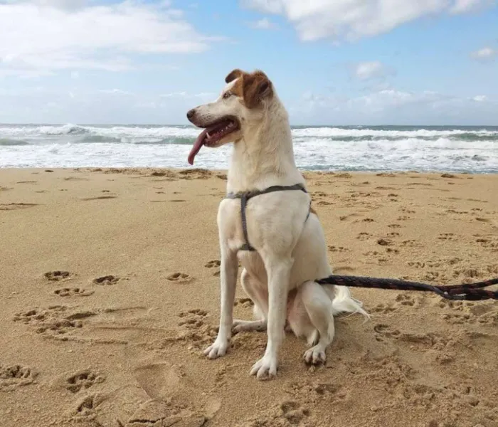 Cachorro ra a SRD idade 5 anos nome Lola