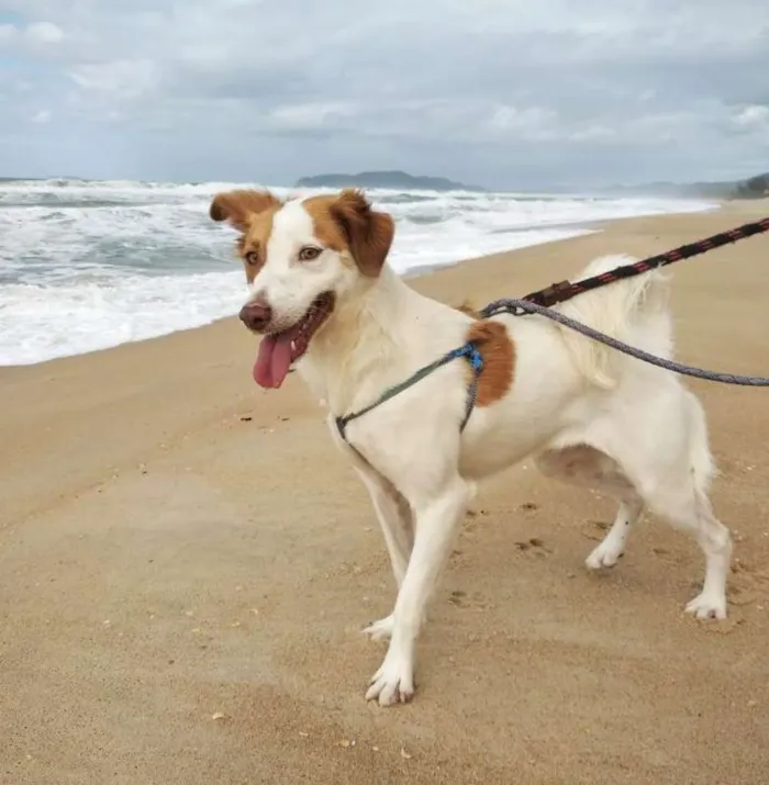 Cachorro ra a SRD idade 5 anos nome Lola