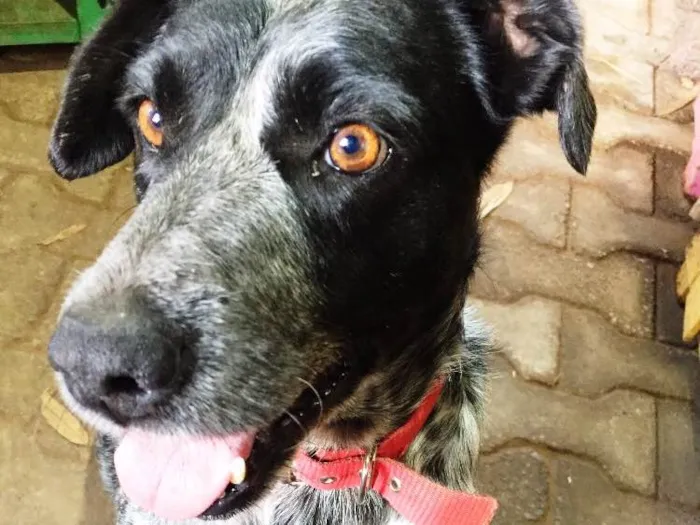 Cachorro ra a SRD idade 5 anos nome Binho