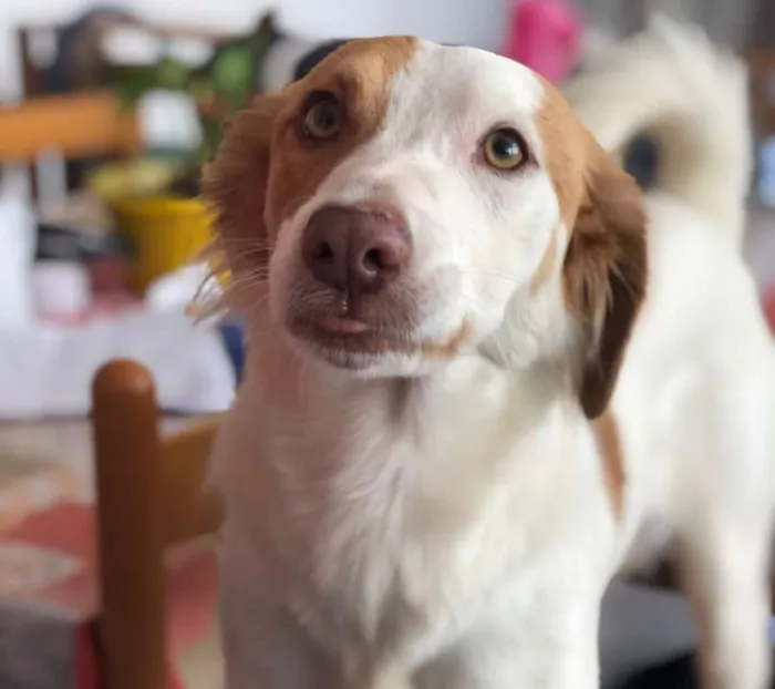 Cachorro ra a SRD idade 5 anos nome Lola
