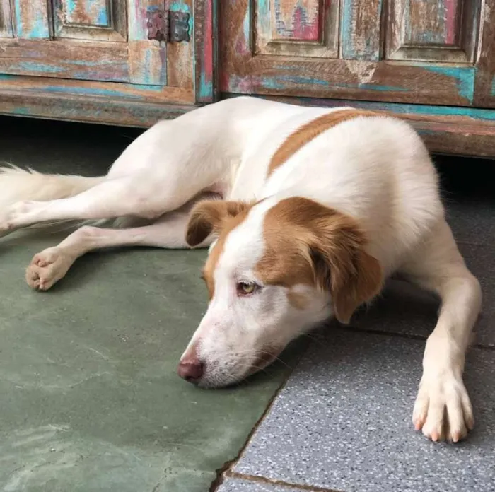 Cachorro ra a SRD idade 5 anos nome Lola
