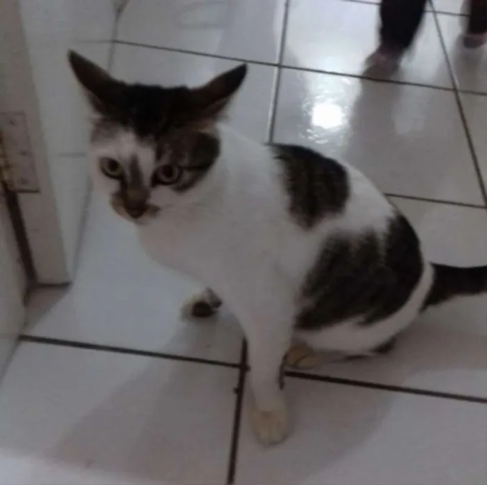 Gato ra a SRD idade 2 anos nome Preciosa