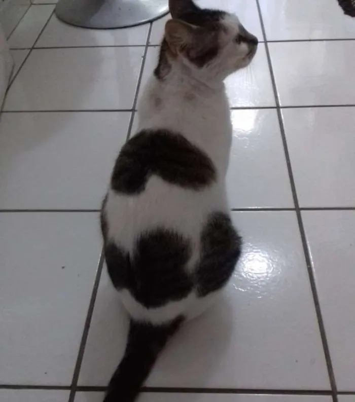 Gato ra a SRD idade 2 anos nome Preciosa
