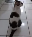 Preciosa