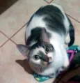 Preciosa