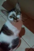 Preciosa