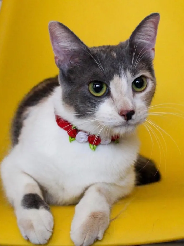 Gato ra a SRD idade 1 ano nome BISCUIT