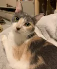 BISCUIT