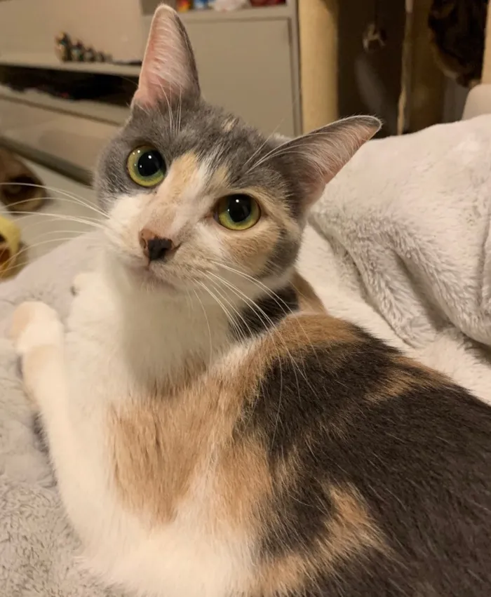 Gato ra a SRD idade 1 ano nome BISCUIT