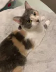 BISCUIT