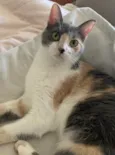 BISCUIT
