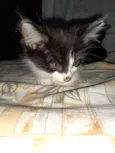 Gato