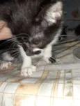 Gato