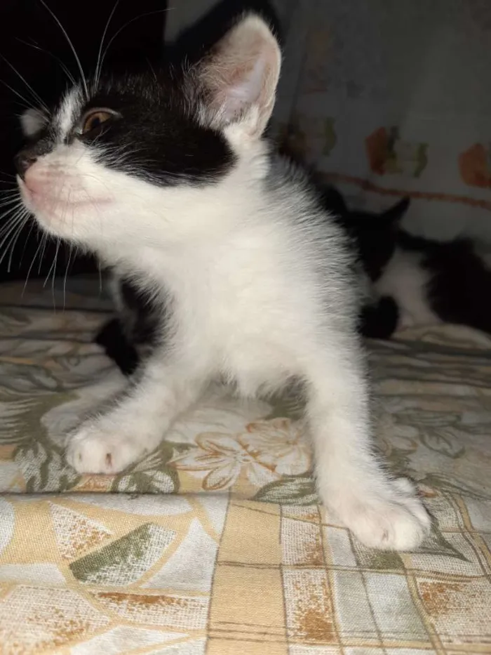 Gato ra a  idade Abaixo de 2 meses nome Gato