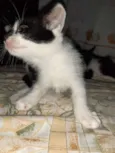 Gato