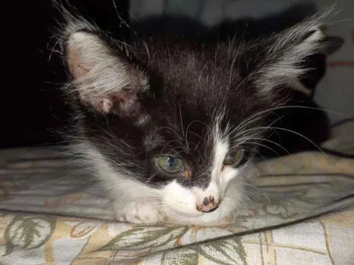 Gato ra a  idade Abaixo de 2 meses nome Gato