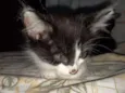 Gato