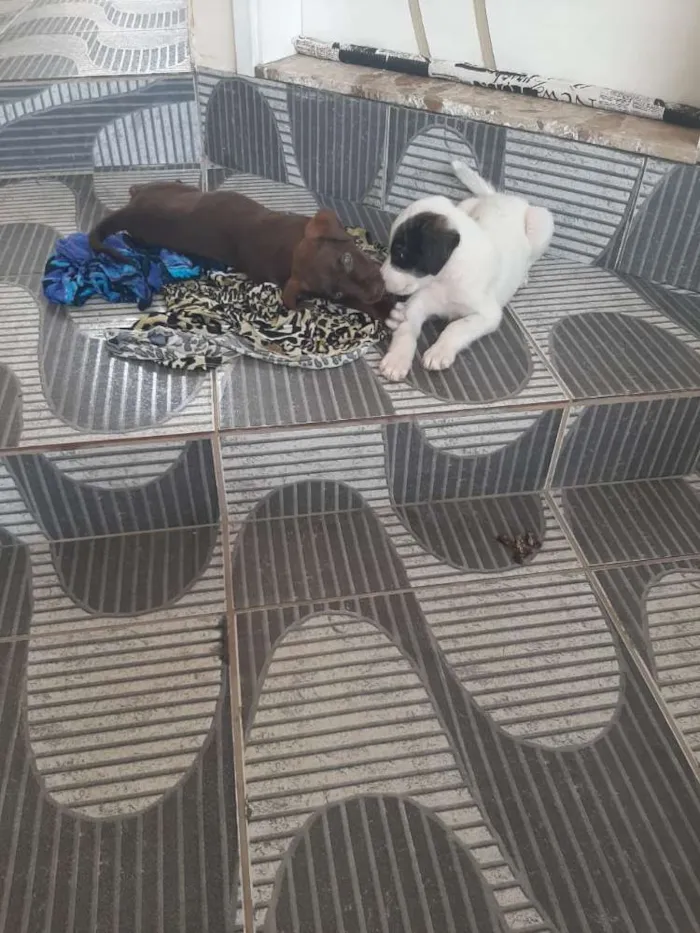 Cachorro ra a Boxer idade 2 a 6 meses nome Bile