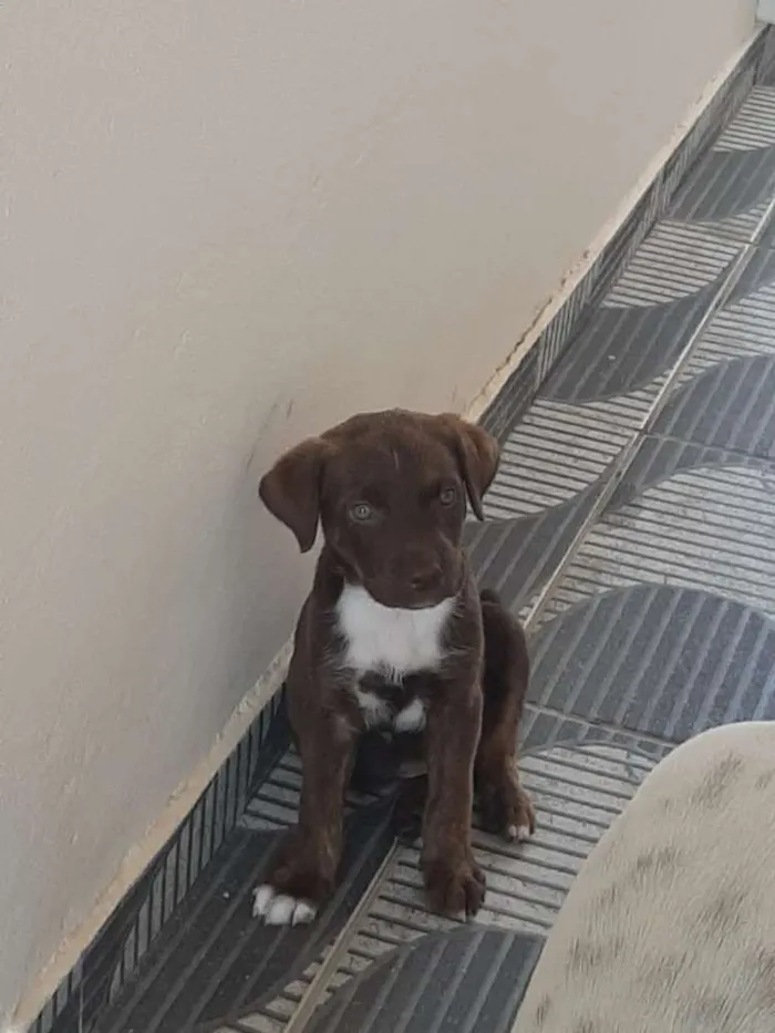 Cachorro ra a Boxer idade 2 a 6 meses nome Bile