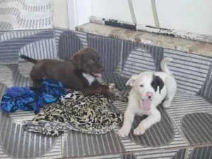 Cachorro raça Boxer idade 2 a 6 meses nome Bile