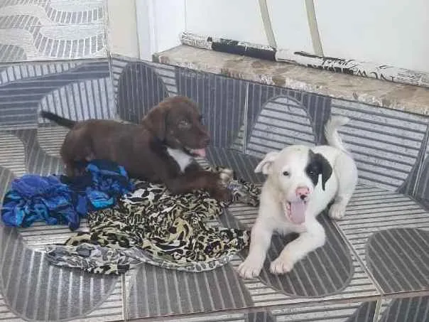 Cachorro ra a Boxer idade 2 a 6 meses nome Bile