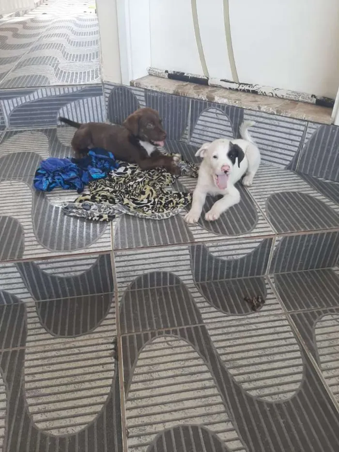 Cachorro ra a Boxer idade 2 a 6 meses nome Thor