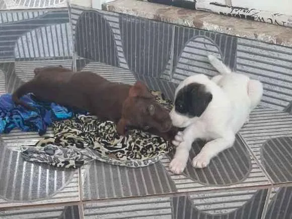 Cachorro ra a Boxer idade 2 a 6 meses nome Thor