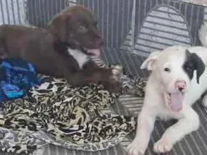 Cachorro raça Boxer idade 2 a 6 meses nome Thor