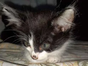 Gato raça  idade Abaixo de 2 meses nome Gato