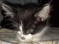Gato